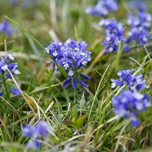 Chalk Milkwort growing on the chalk downland of the North Wessex Downs at Walker's Hill near Alton Barnes, Wiltshire, England