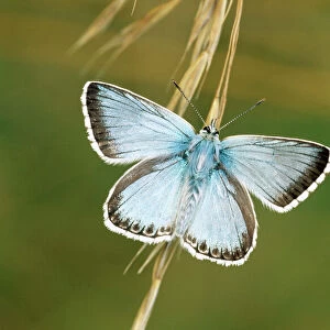 Chalkhill Blue Butterfly CAN 948 UK Lysandra coridon © John Cancalosi / ARDEA LONDON