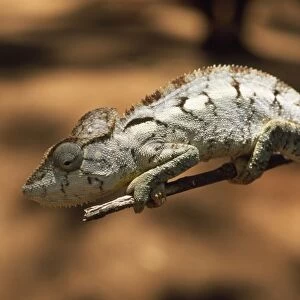 Chameleon - endemic Madagascar