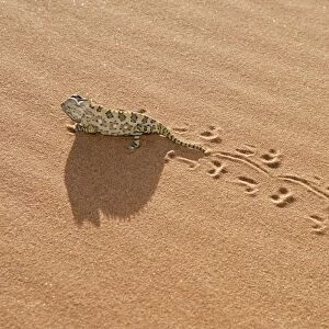 Chameleon - leaving trail in sand