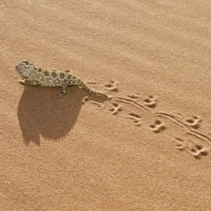 Chameleon - leaving trail in sand Chameleon - leaving trail in sand