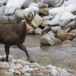 Chamois buck stream 01, S-E Arndt