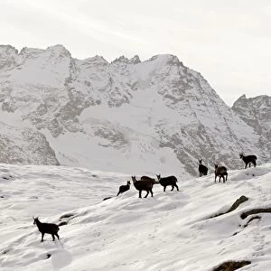 Chamois - group on snowy mountainside - Grand Paradise (Gran Paradiso) National Park - Italy