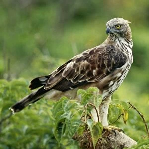 Changeable / Crested / Ceylon Hawk Eagle Sri Lanka