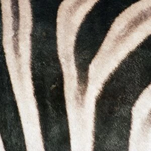 Chapman's Zebra TD 606 Skin, Etosha National Park, Nambia Africa. Equus burchelli © Thomas Dressler / ARDEA LONDON