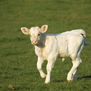 Charolaise Cow - calf on grass