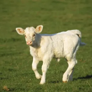 Charolaise Cow - calf on grass Charolaise Cow - calf on grass