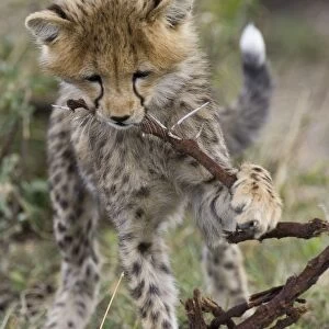 Cheetah - 6-8 week old cub chewing on acacia branch - Maasai Mara Reserve - Kenya