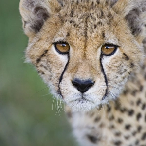 Cheetah - 7-9 month old cub - Masai Mara Conservancy - Kenya