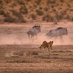 Cheetah chases Wildebeest / Gnu. Kalahari Gemsbok Park, South Africa
