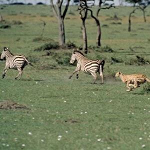 Cheetah - chasing two zebra