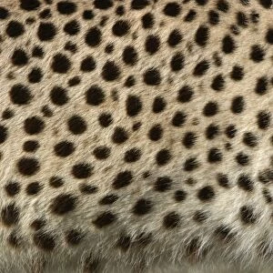 Cheetah - close-up of fur / coat, showing spots Cape Province. South Africa. Africa