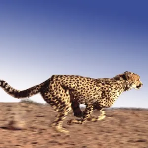 Cheetah CRH 757 RF M Running Acinonyx jubatus © Chris Harvey / ardea. com Cheetah CRH 757 RF M Running Acinonyx jubatus © Chris Harvey / ardea. com