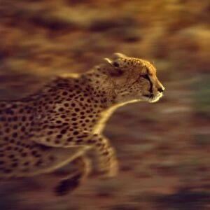 Cheetah CRH 960 M Running Moremi, Botswana Acinonyx jubatu © Chris Harvey / ardea. com