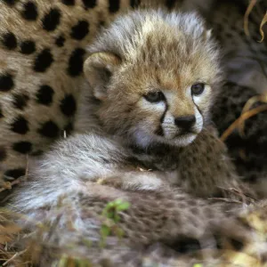 Cheetah - cub