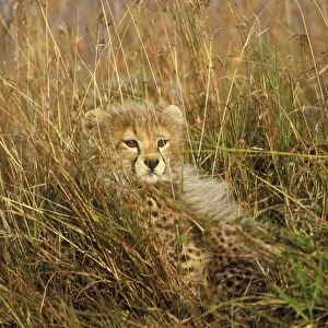 Cheetah - cub in grass. Maasai mara - Kenya
