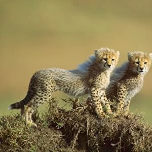 Cheetah - cubs 2-3 months old - Masai Mara National Reserve - Kenya JFL06835