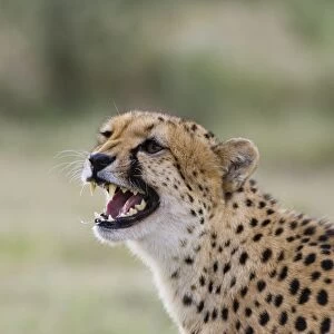 Cheetah - defensive behavior-hissing - Cheetah Conservation Fund - Namibia
