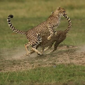 Cheetah - two fighting Transmara, Maasai Mara, Kenya, Africa Acinonyx jubatus