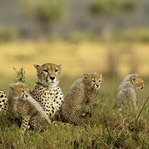 Cheetah FL 648 Parent and cubs. Maasai Mara National Park Acinonyx jubatus © Ferrero-Labat / ARDEA LONDON