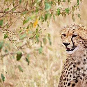 Cheetah - head close up - Masai Mara - Kenya