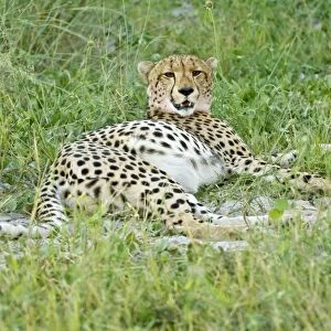 Cheetah - Lying down with full belly after eating impala - Okavango Delta - Botswana