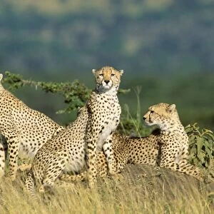 Cheetah Maasai Mara, Kenya, Africa