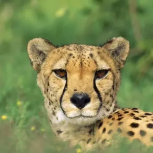 Cheetah - male, in rainy season with green vegatation. Namibia, Africa Cheetah - male, in rainy season with green vegatation. Namibia, Africa