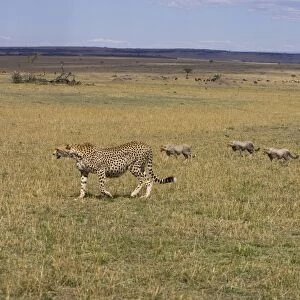 Cheetah - mother and 6-8 week old cubs walking across plains - Maasai Mara Reserve - Kenya