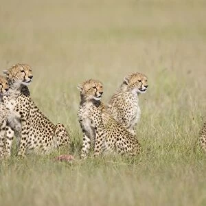 Cheetah - mother and five 6 month old cubs - Masai Mara Conservancy - Kenya