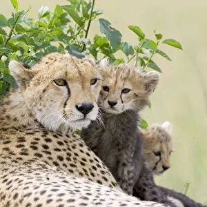 Cheetah - mother and 8-9 week old cub(s) - Maasai Mara Reserve - Kenya