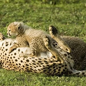 Cheetah - Mother playing with her calf - Ngorongoro - Tanzania - Africa