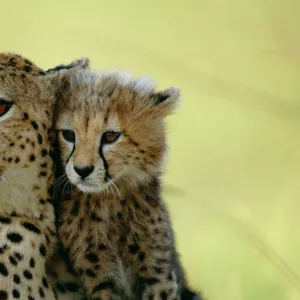 Cheetah Parent & Cub