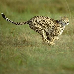 Cheetah - running Maasai Mara, Kenya, Africa