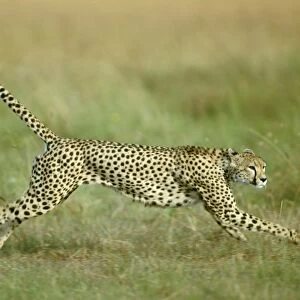 Cheetah - Running - Maasai Mara National Reserve - Kenya - Africa JFL10067