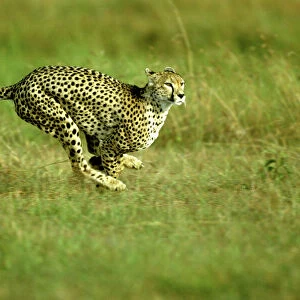 Cheetah - running - Masai Mara National Reserve - Kenya JFL10066