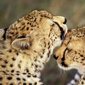 Cheetah - two showing affection. Maasai Mara - Kenya