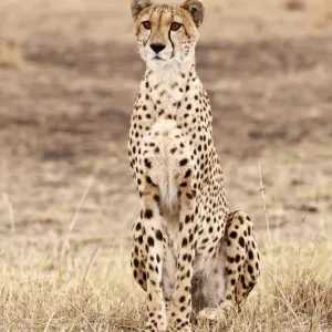 Cheetah - sitting up - in area of short grass - Masai Mara - Kenya