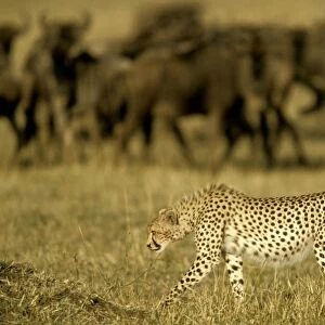Cheetah - in stalking posture - Wildebeest herd behind - Masai Mara National Reserve - Kenya JFL03282