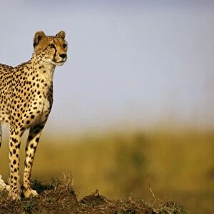 Cheetah - standing on old termite mound as vantage point - Masai Mara National Reserve, Kenya JFL03274