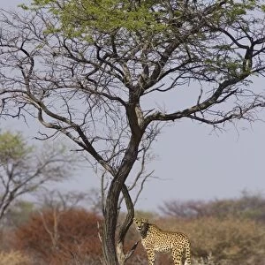 Cheetah - standing on tree branch (rescued from traps on livestock farms) Cheetah Conservation Fund - Namibia
