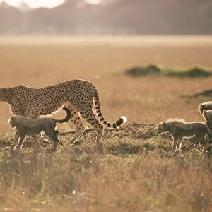 Cheetah - walking with 4 young cubs