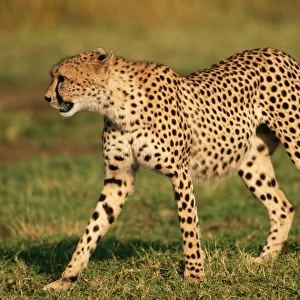 Cheetah - walking - R. S. A