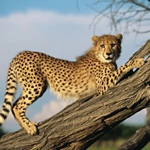 Cheetah WAT 7052 Acinonyx jubatus © M. Watson / ardea. com
