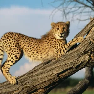 Cheetah WAT 7052 Acinonyx jubatus © M. Watson / ardea. com Cheetah WAT 7052 Acinonyx jubatus © M. Watson / ardea. com