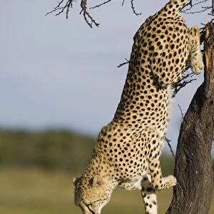Cheetah - young male climbing down tree - Masai Mara Conservancy - Kenya
