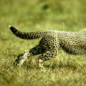 Cheetah - young running - Masai Mara National Reserve - Kenya JFL10065