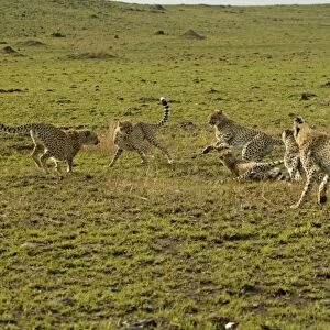 Cheetahs LA 623 Transmara, Maasai Mara, Kenya Acinonyx jubatus © J. M. Labat / ardea. com