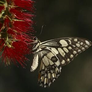 Chequered Swallowtail - Host plant is Emu Foot (Cullen tenax). They are fast flyers and generally stay within one metre of the ground. Known only from Australia and 1 island in Indonesia, Sumba Island