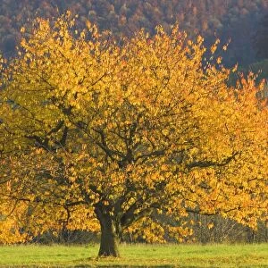 cherry tree - beautiful cherry tree with brightly coloured orange and yellow autumn foliage grows on a meadow - Baden-Wuerttemberg, Germany